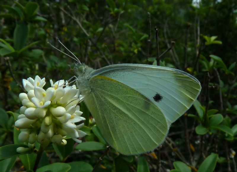 da id: Pieris mannii????